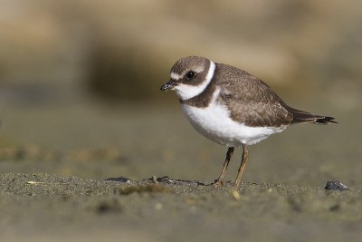 semipalmated plover 082810_MG_8623