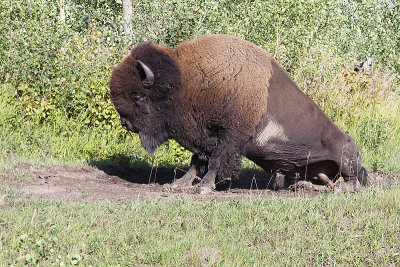 bison 081410_MG_0360