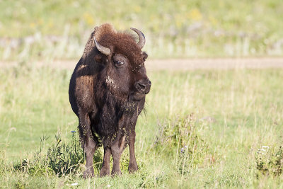 bison 081410_MG_0391