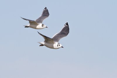 franklin's gull 090610_MG_1081