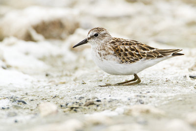 least sandpiper 090410_MG_0430