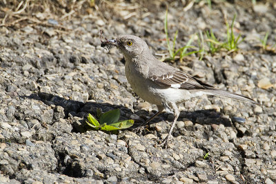 northern mockingbird 083110_MG_9450