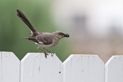 northern mockingbird 090710_MG_1248