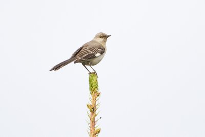 Northern Mockingbirds