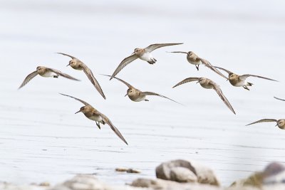 shorebirds 090410_MG_9845