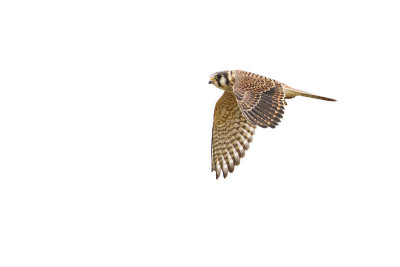 american kestrel 091110_MG_1629