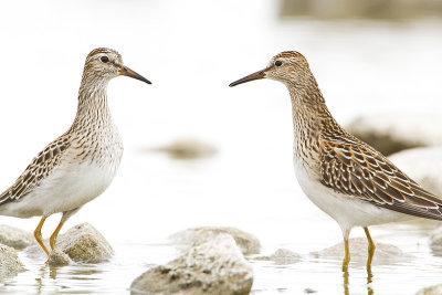 pectoral sandpipers 091110_MG_1877