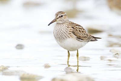 pectoral sandpiper 091110_MG_1931