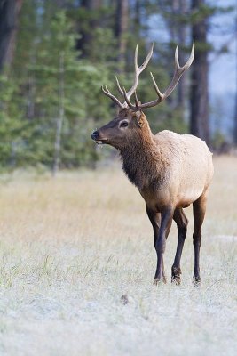 elk 091810_MG_3020