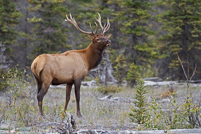 elk 091810_MG_3642