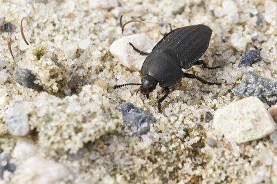 carrion beetle, family Silphidae 092510IMG_3505