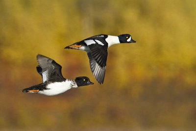 barrow's goldeneye 092510_MG_5660