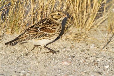 lapland longspur 092210_MG_3793