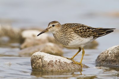 pectoral sandpiper 092510_MG_4326