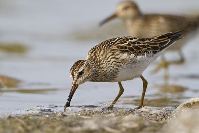 pectoral sandpiper 092510_MG_4504