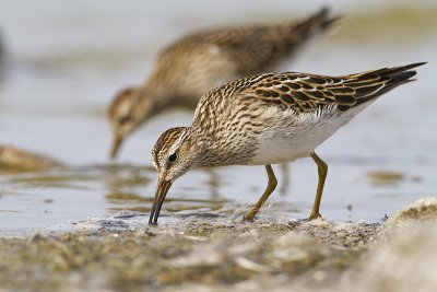 pectoral sandpiper 092510_MG_4508