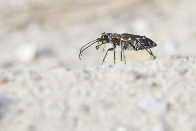 twelve-spot tiger beetle 092510IMG_3425