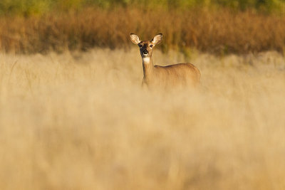 white-tailed deer 092210_MG_3951