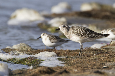 black-bellied plover 092610_MG_6788