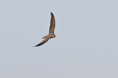 peregrine falcon 092610_MG_6917