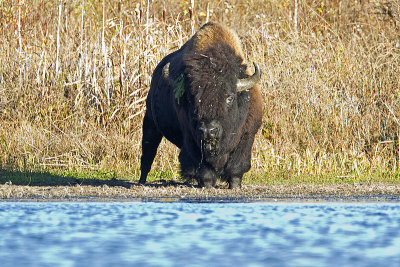 bison 100110_MG_7269