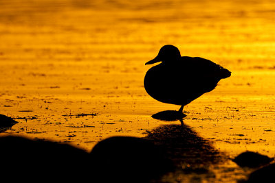 mallard 100110_MG_7437