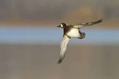 lesser scaup 100210_MG_8189