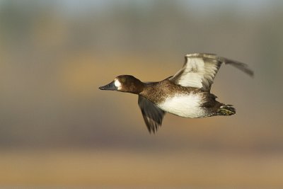 lesser scaup 100210_MG_8193