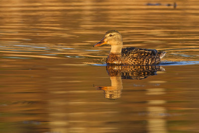 mallard 100210_MG_8273
