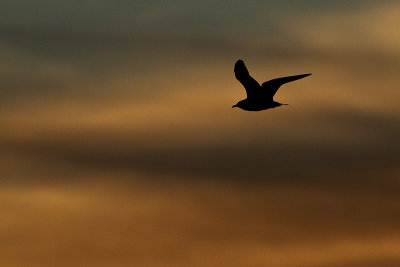 ring-billed gull 100510_MG_9006