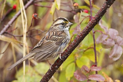 white-throated sparrow 100410_MG_8507