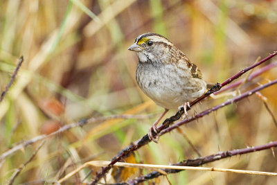 white-throated sparrow 100410_MG_8533