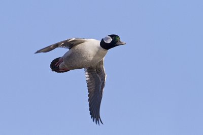bufflehead 101010_MG_1104