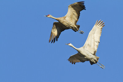sandhill cranes 100910_MG_9511