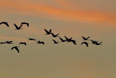 sandhill cranes 100910_MG_9703