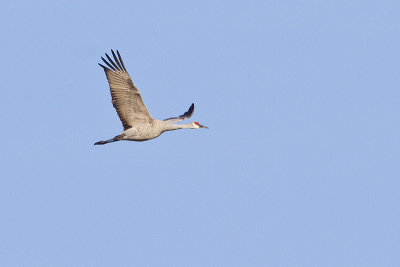 sandhill crane 101010_MG_0855
