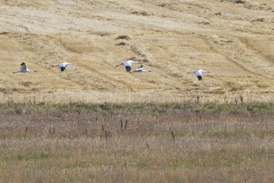 whooping cranes 100910_MG_9330