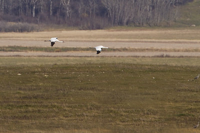 whooping cranes 101010_MG_1158