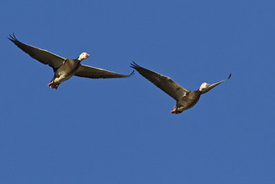 snow geese 101010_MG_1355