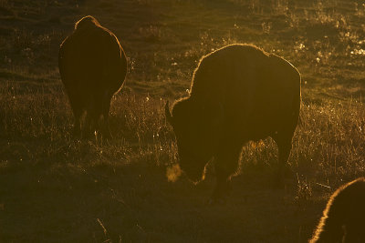 bison 101110IMG_3847