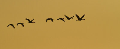 sandhill cranes 101010_MG_0267