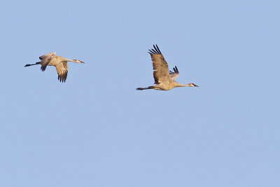 sandhill cranes 101010_MG_0425