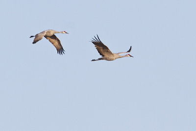 sandhill cranes 101010_MG_0534
