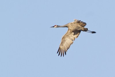 sandhill crane 101010_MG_0565