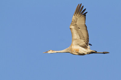 sandhill crane 101010_MG_0579