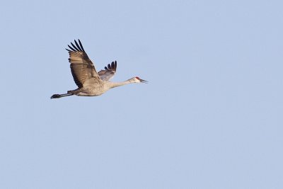sandhill crane 101010_MG_0668