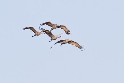 sandhill cranes 101010_MG_0702