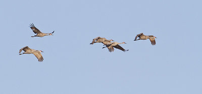 sandhill cranes 101010_MG_0710