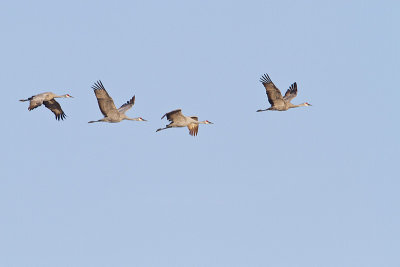 sandhill cranes 101010_MG_0717