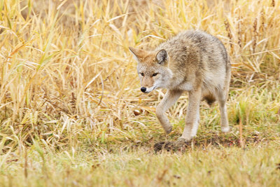 coyote 102410IMG_4246